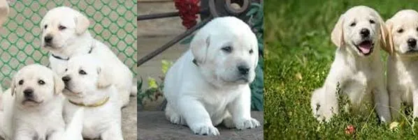 Labrador Puppy with Triplets