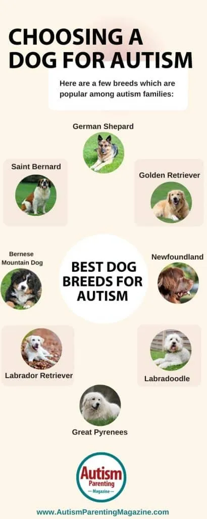 Labrador Retriever, a popular choice for service dogs due to their friendly and trainable nature.
