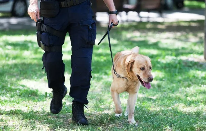 Labrador Retriever alongside a police officer