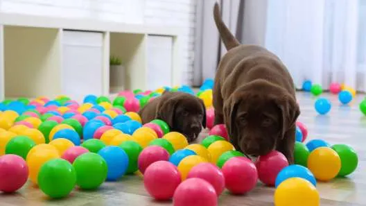 Labrador Retriever – Black