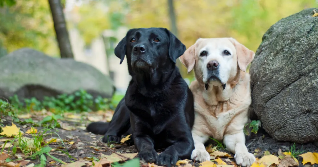 Labrador Retriever dog