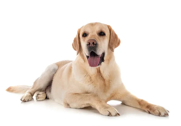 Labrador Retriever, top family dogs in India, price range, intelligent and gentle companions