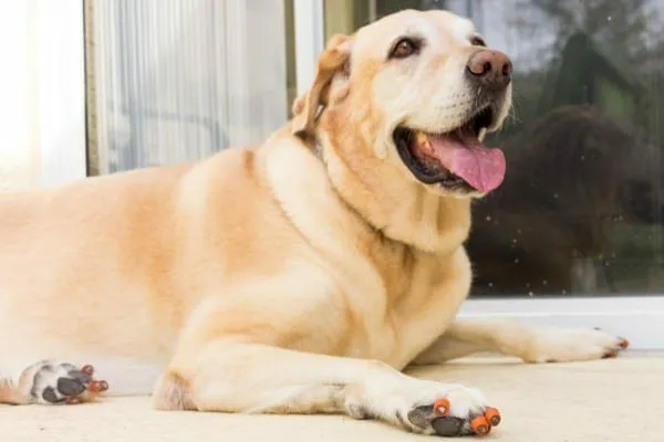 Labrador Retriever wearing ToeGrips