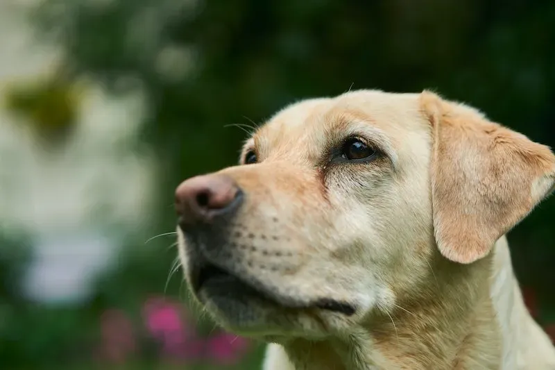 Labrador Retrievers are similar to Golden Retrievers in many ways and have similar benefits. These dogs form strong bonds with their owners, which is an important trait in a PTSD service dog. They like to feel useful and help people, and they are especially good at helping people move around.