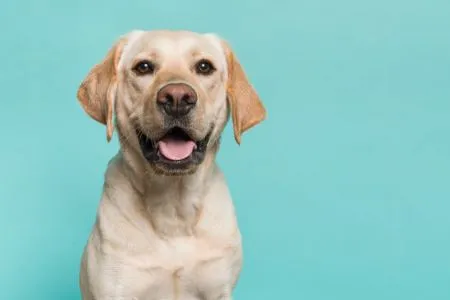 Labrador