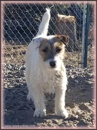Lacey, a heavy broken coat Jack Russell Terrier