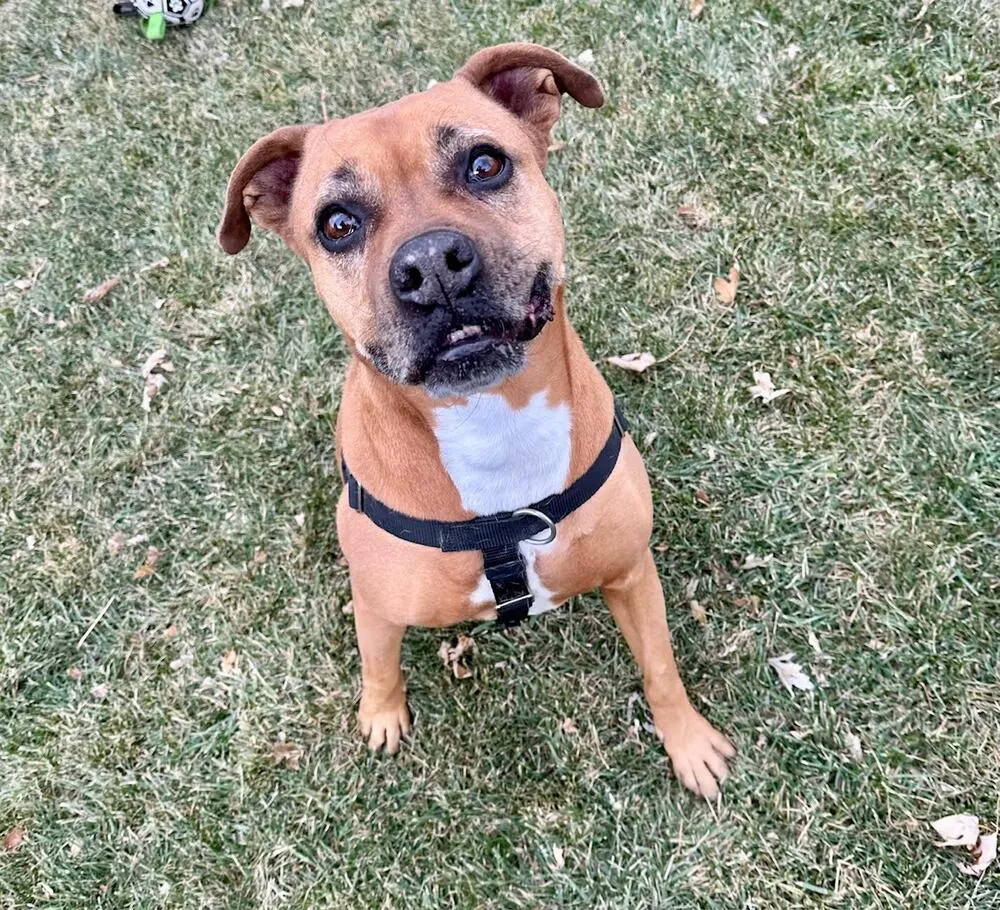 Lady, a 9-10-year-old sweet female Boxer mix from Denver, CO, who loves to snuggle and is good with all people