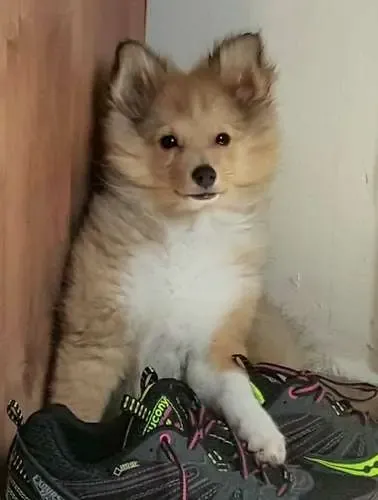 Lady is happy because she found your shoes for you, and they smell delightful.