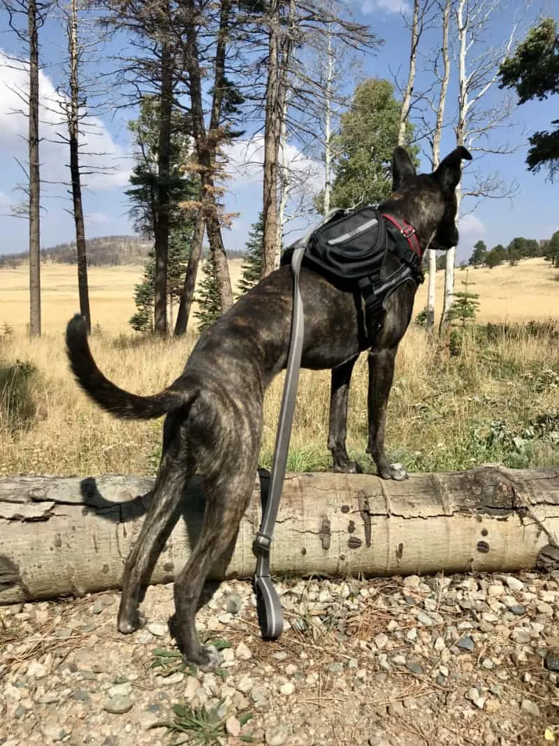 Large dog in a Sleepypod Clickit Terrain harness with the optional Terrain Pack, demonstrating its multi-purpose use.