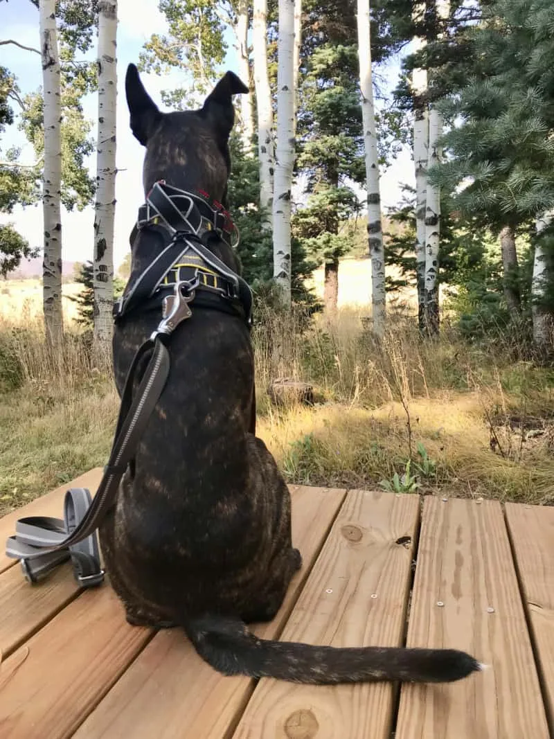 Large dog sitting outdoors in the Kurgo Impact car seat belt harness, designed for strength and durability.