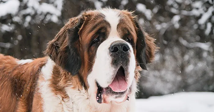 Large, fluffy Saint Bernard dog with characteristic markings