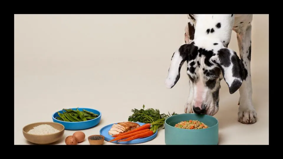 Large Great Dane enjoying a bowl of fresh, human-grade dog food with wholesome ingredients on a counter.