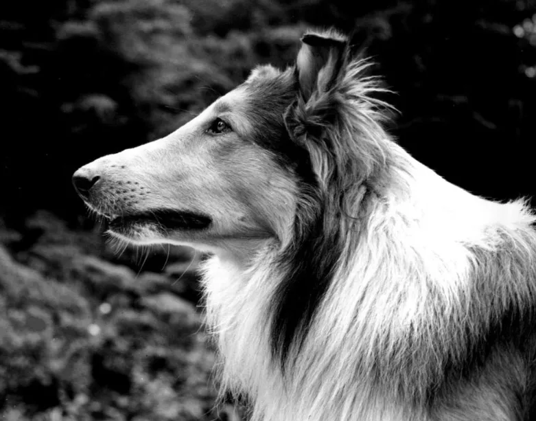 Lassie the Collie, looking noble