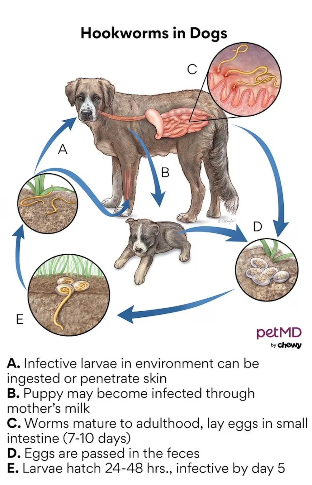 Life cycle and infection process of hookworms in dogs, illustrating larvae and adult worms.