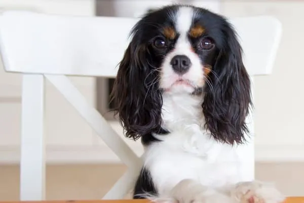 Little dog sitting at table waiting to eat a vegetable.