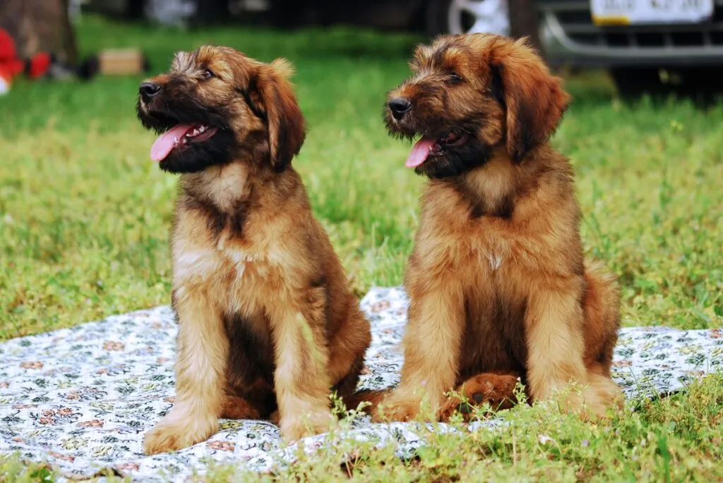 Long-haired Briard with a watchful expression