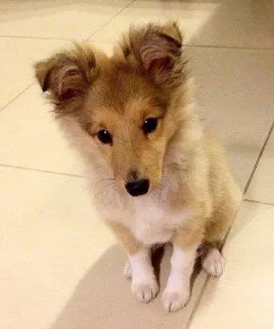 Louie, seen here at 6 weeks old, has a lot to learn about life, the universe, and everything. Maybe he will create a supercomputer to decode the answer?