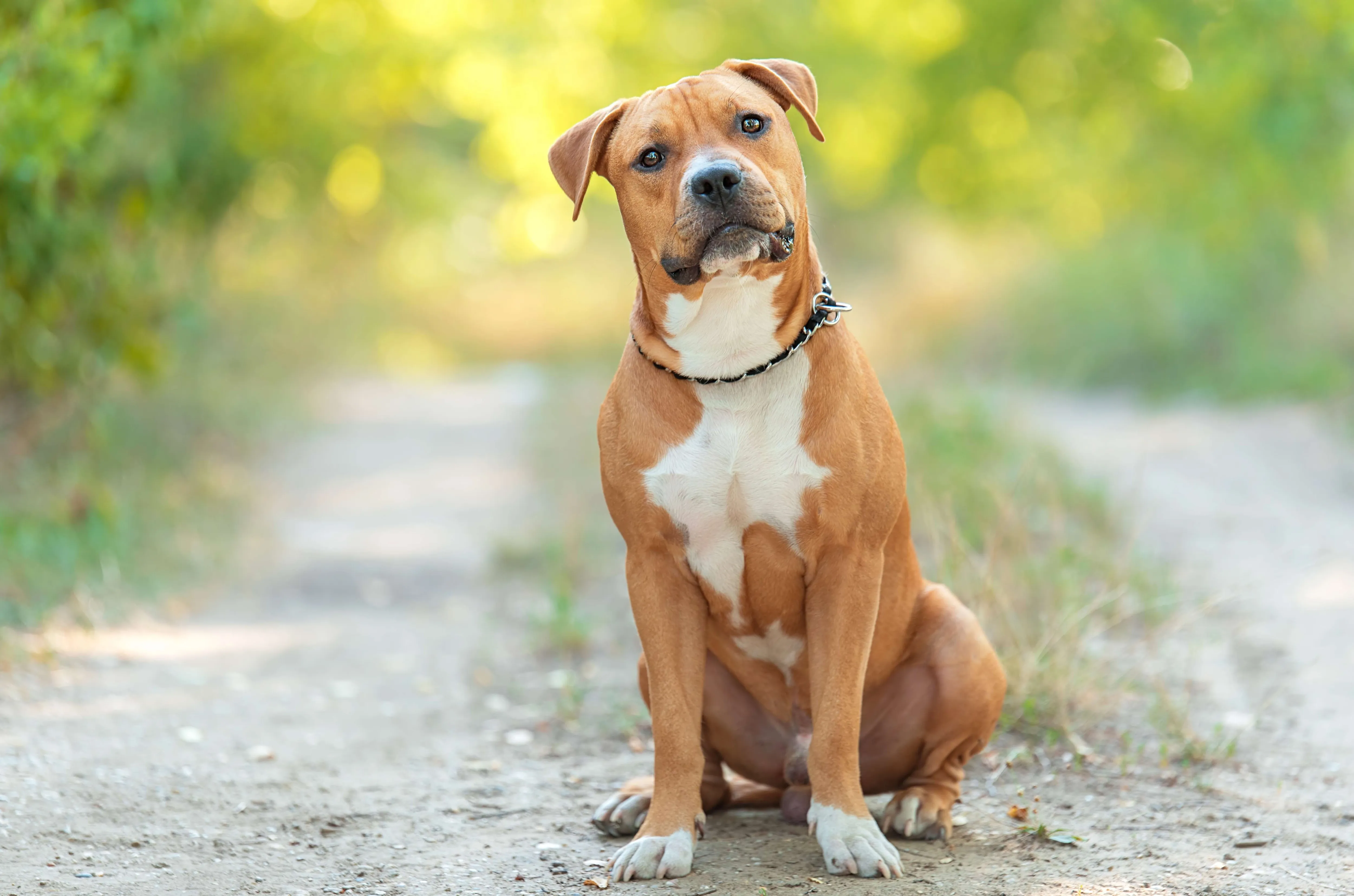 Loyal tan and white American Staffordshire Terrier sitting attentively