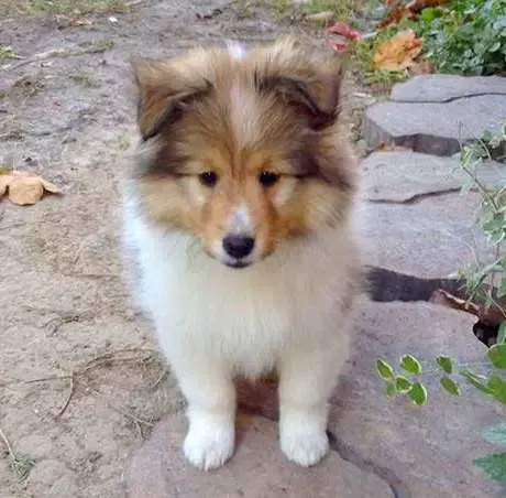 Lucy is the epitome of cuteness, seen here projecting maximum fluff value.
