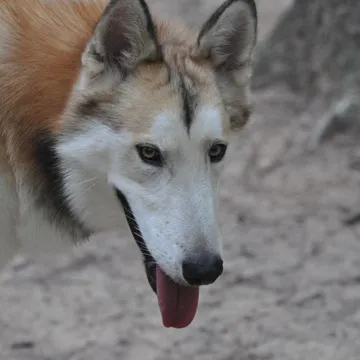 Lupin