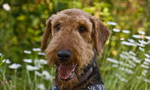 Majestic Airedale Terrier, a versatile big dog breed that doesn't shed a lot