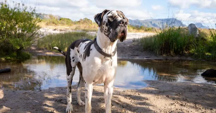 Majestic Great Dane looking calm and composed
