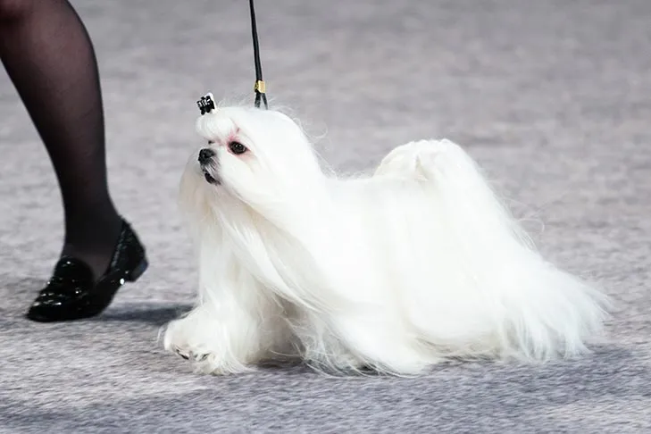 Maltese at the AKC National Championship, showing off its long, silky white, non-shedding coat and confident demeanor.