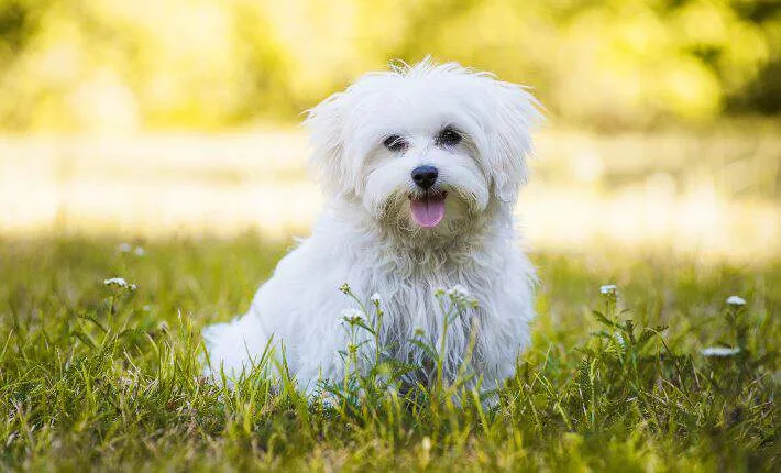 Maltese in grass