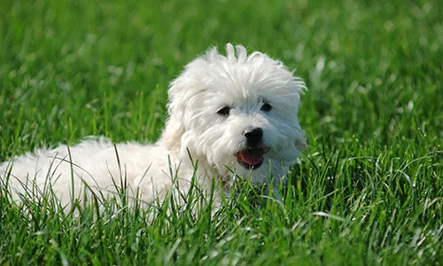 Maltese Terrier