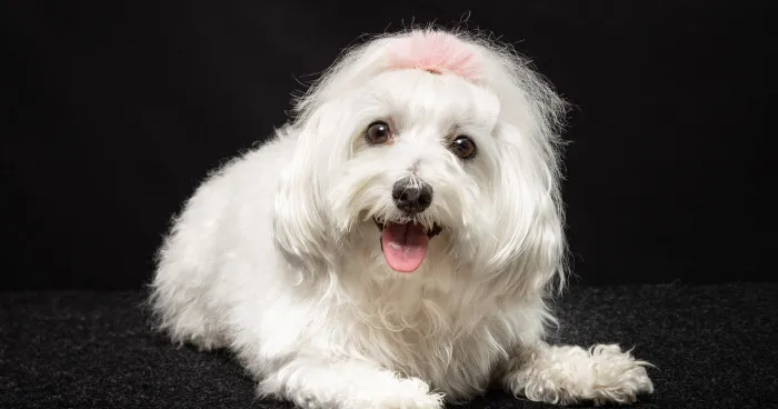 maltese