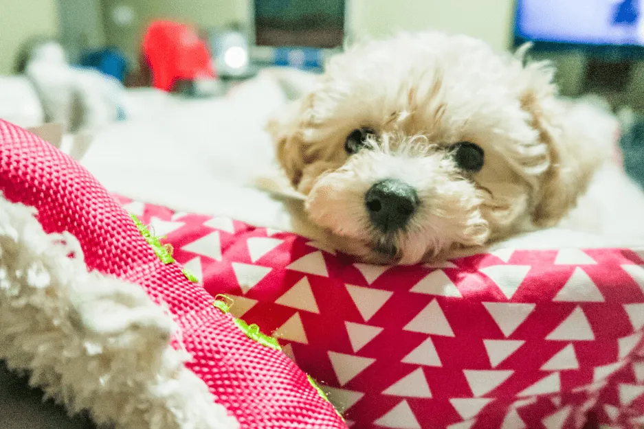 Maltipoo