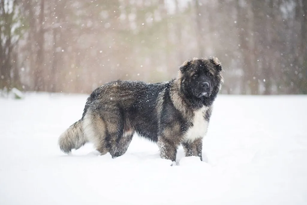 Massive Caucasian Shepherd Dog standing guard