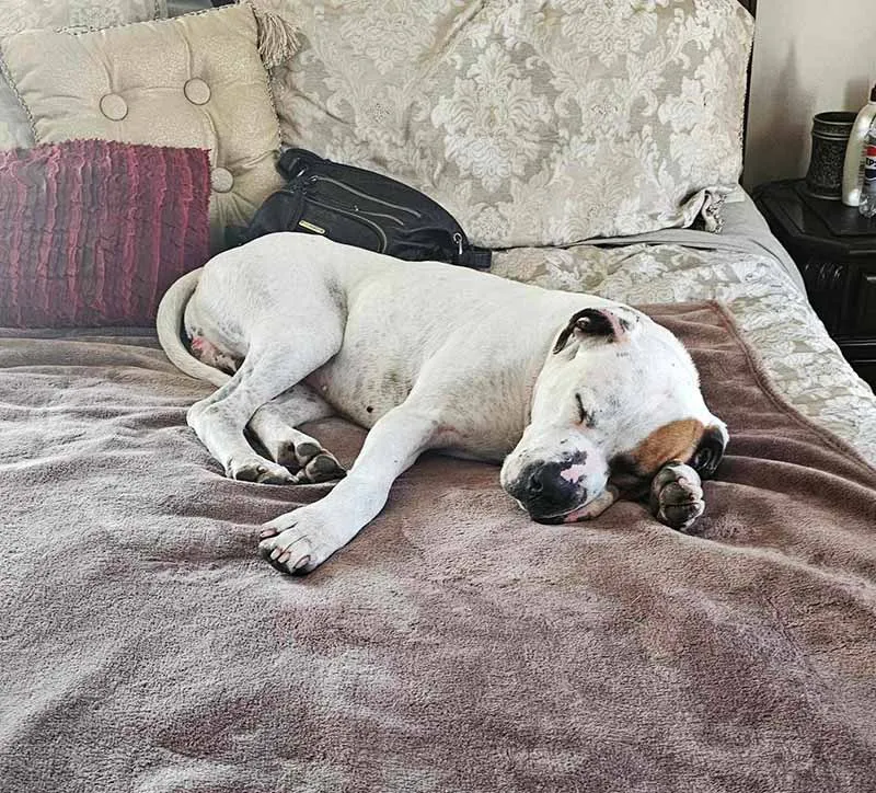 Max taking a nap