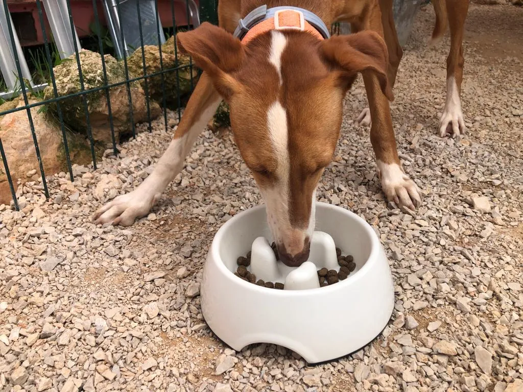 Maya, a beautiful Galgo, sniffing food in the Super Design Gobble-Stop slow feeder bowl