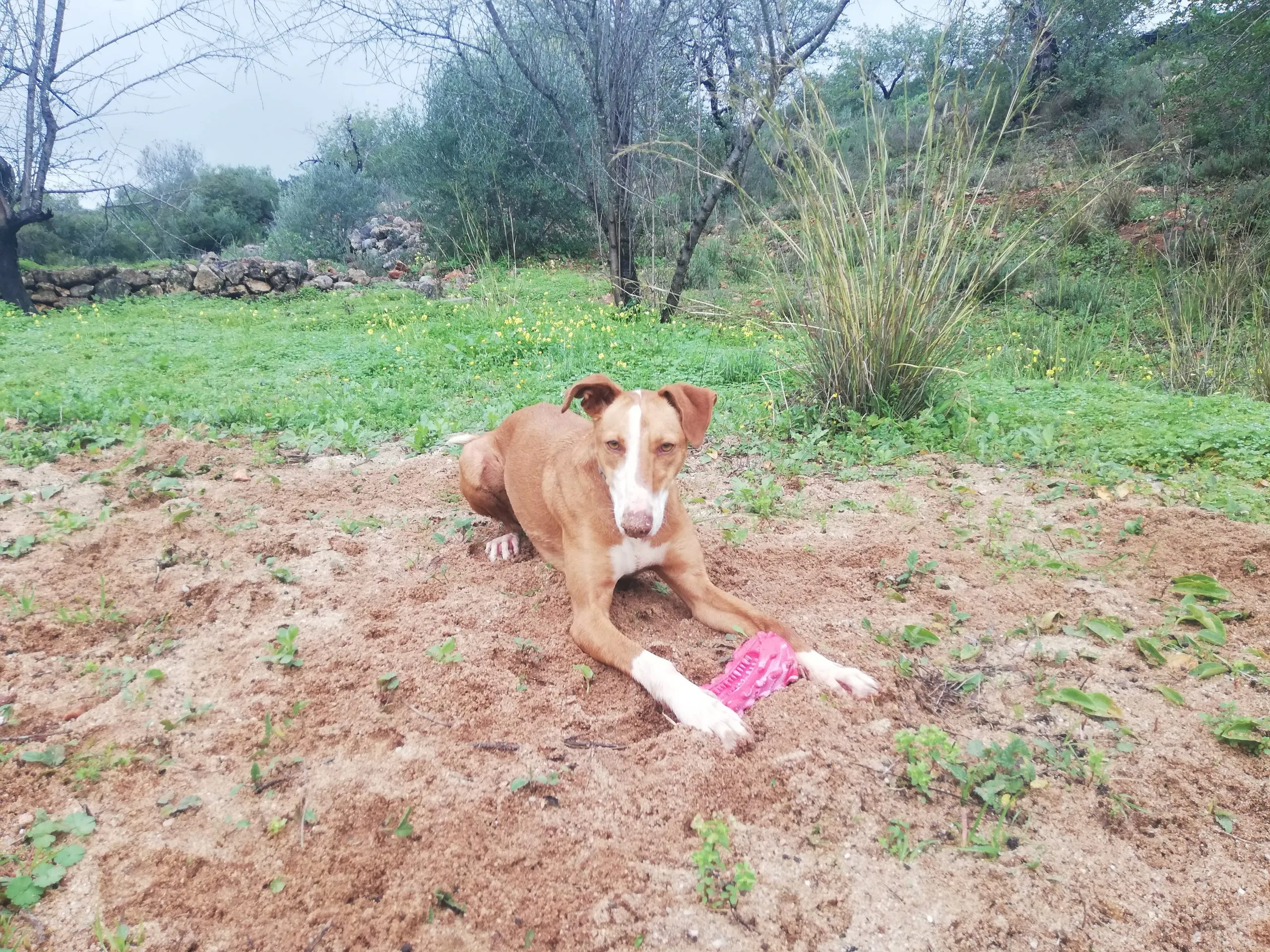 Maya, a light-colored dog, carefully inspecting the red Hetoo Dental Toy