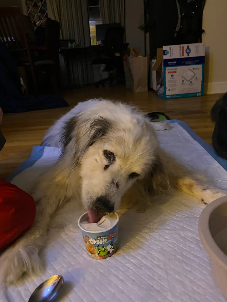 Maya enjoying a final pup cup of ice cream