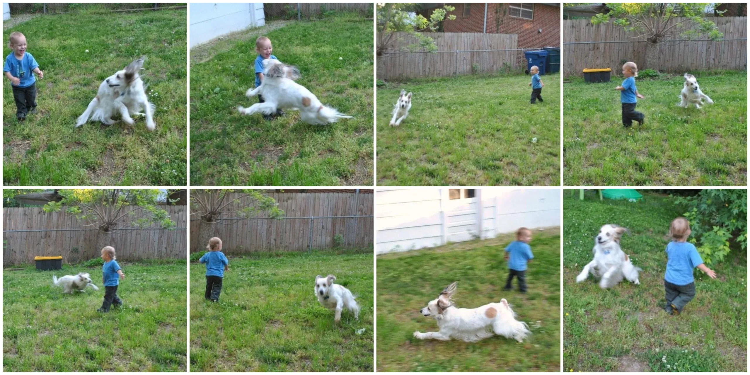 Maya the good dog playing enthusiastically with another dog, Rylee, during their "zoomies"