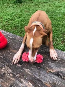 Maya trying to interact with the Hetoo dental toy, filled with peanut butter