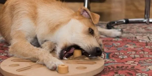 Medium tan terrier dog working on dog puzzle