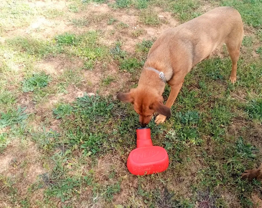Mely the dog closely inspecting the Nerf Dog Stomp Launcher