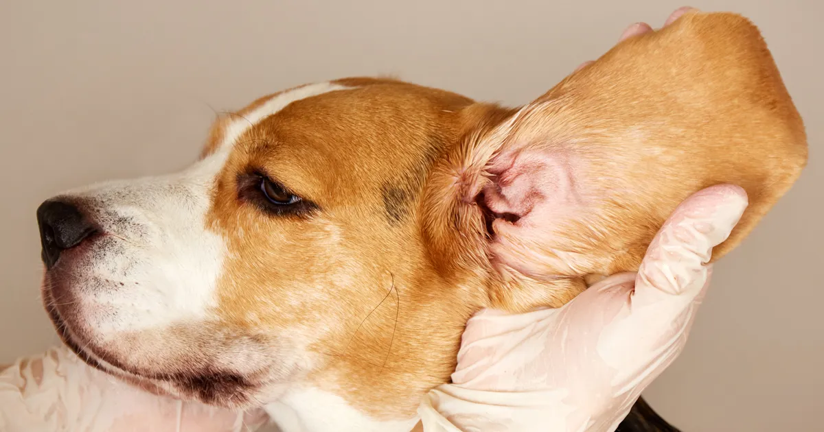 Microscopic Ear Mites On A Dog