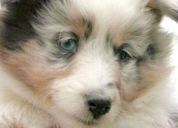 Milo may look small, but he has the strength of ten men. That is, if you were to put ten men under his direct command.