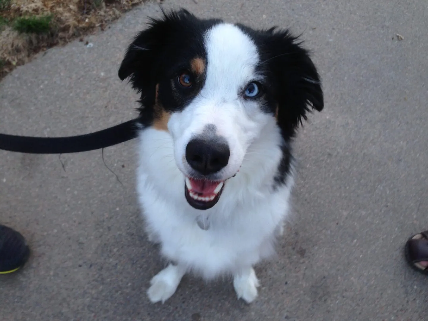 Mini Australian Shepherd Dewey showing initial signs of discomfort and reactivity