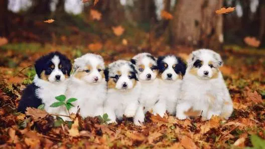 Miniature Australian Shepherd puppies playing in autumn leaves