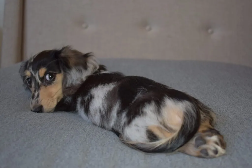 Miniature Dachshund Eddie