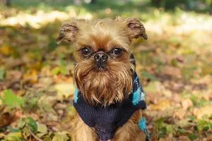 Miniature Schnauzer dog