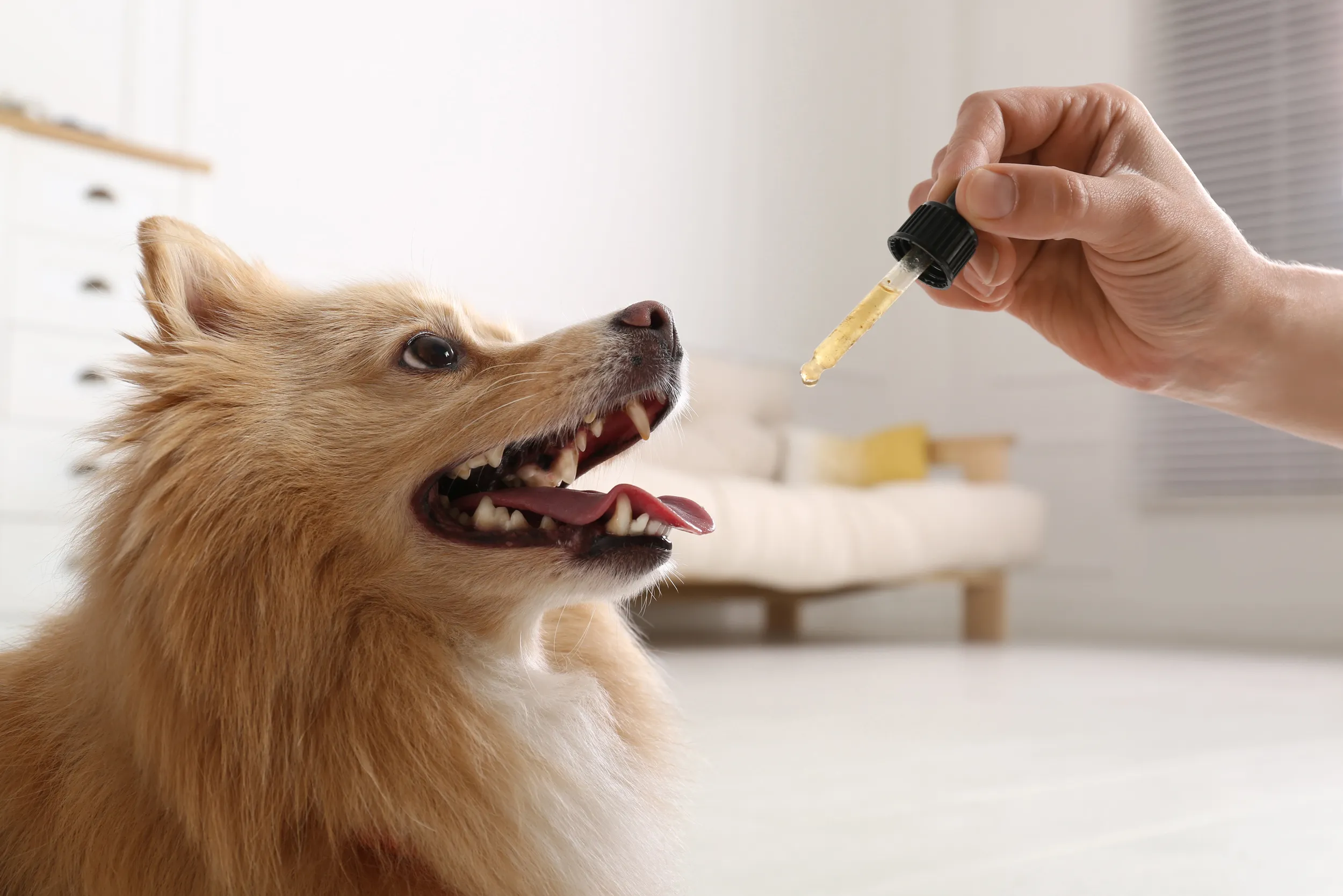 Mites On Dogs Natural Remedies For Ear Mites