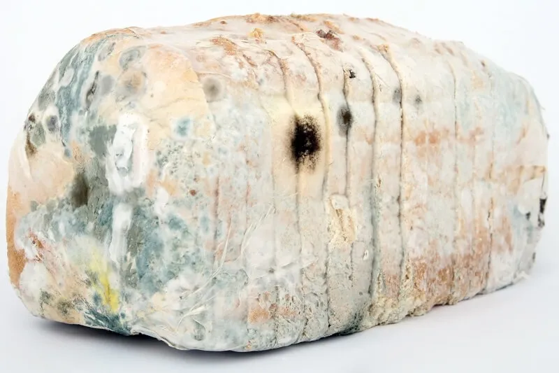 Moldy spoiled food in a trash can, warning against the dangers of mycotoxins for dogs.