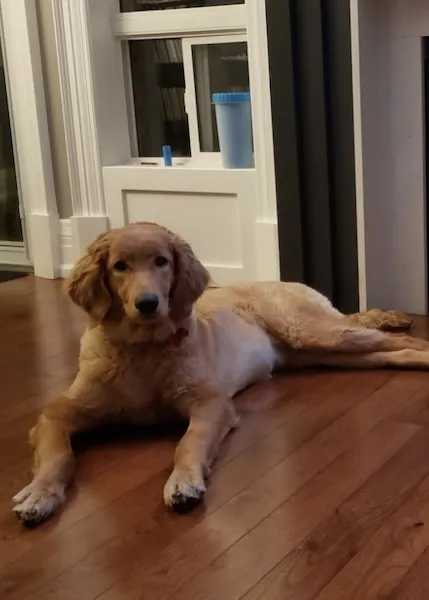 Molly as an adult Goldendoodle