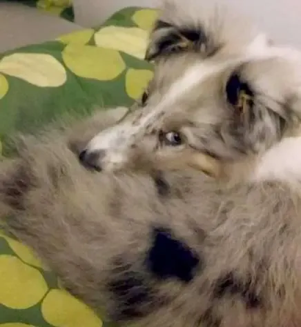 Mosby, at 12 weeks old, clutches his human for the ultimate puppy comfort.
